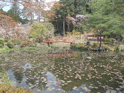 大原野神社　鯉沢池