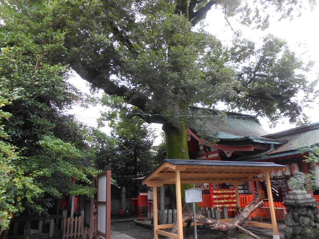 武信稲荷神社　榎の巨木