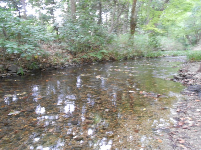 糺の森を流れる泉川