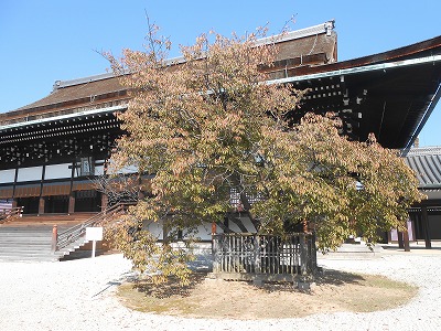 京都御所　紫宸殿　左近の桜